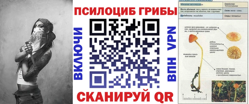 Псилоцибиновые грибы Psilocybe  Нахабино 